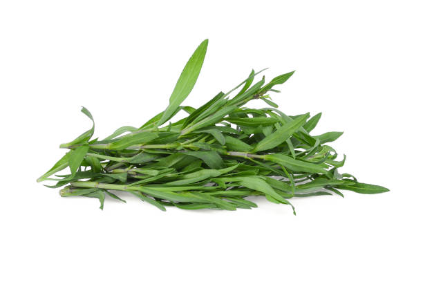 istock french tarragon isolated on white background 1008183322