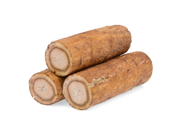 istock burdock roots or kobo isolated on white background 1008183422