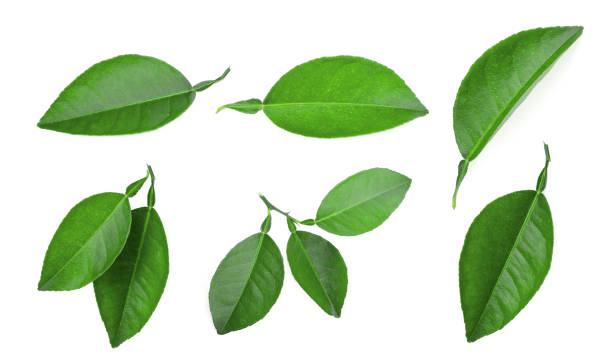 レモン グリーン葉の白い背景で隔離のセット - leaf green isolated falling ストックフォトと画像
