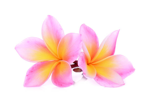 istock pink frangipani (plumeria) flower isolated on white background 1008183706