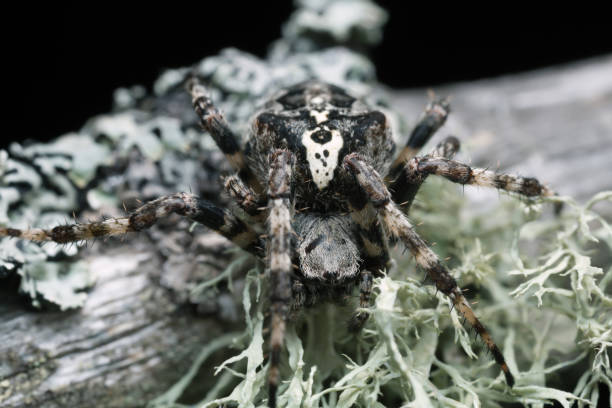 istock Araneus angulatus on pine wood 1008186316