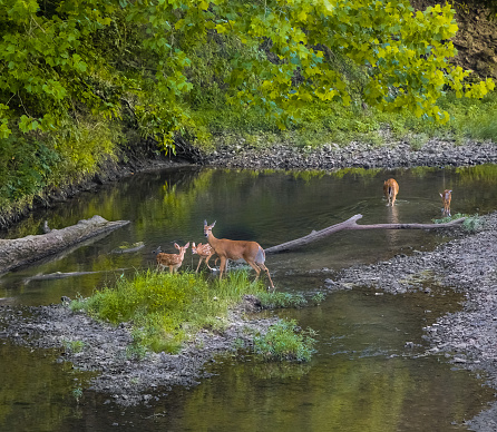 Scene with a doe deer and two young fawn deer standing in a creek early in the evening; Missouri, Midwest; woods and two more deer in the background