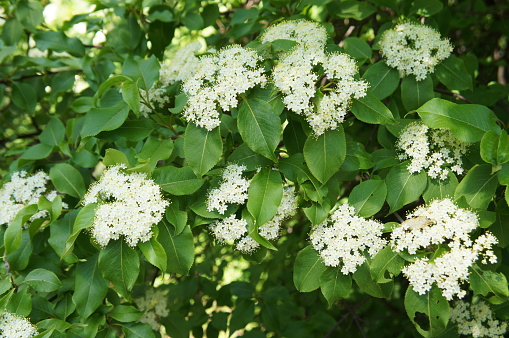 Rusty blackhaw viburnum white flowers on green shrub