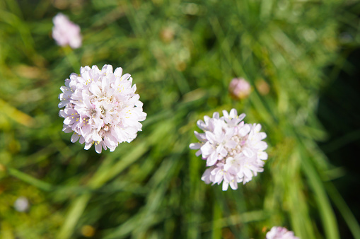 Armeria transmontana or thrift pink flower close up