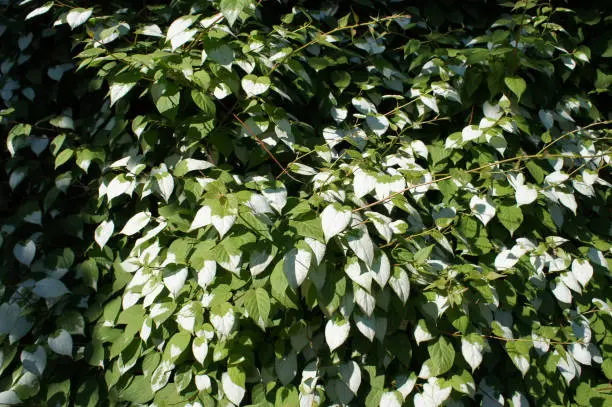 Actinidia kolomikta or variegated-leaf hardy kiwi green and white floliage background
