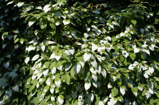 actinidia kolomikta ou folha variegada résistente kiwi verde e branco floliage fundo - actinidia - fotografias e filmes do acervo