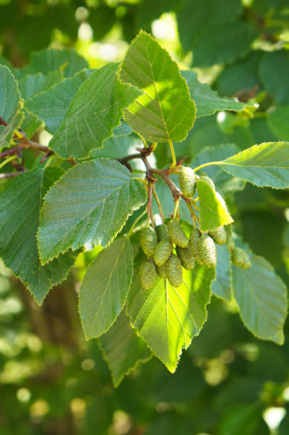 alnus glutinosa или черная ольха зеленая листва - glutinosa стоковые фото и изображения