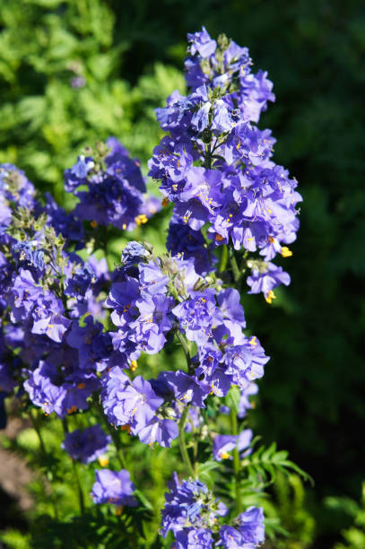 istock Polemonium caeruleum or jacob's-ladder or greek valerian blue flowers 1008197380