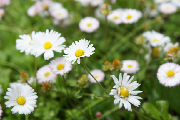 istock Bellis or perennis daisy white flowers in grass 1008199434