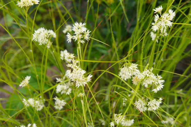 Luzula nivea or snow-white wood-rush green grass