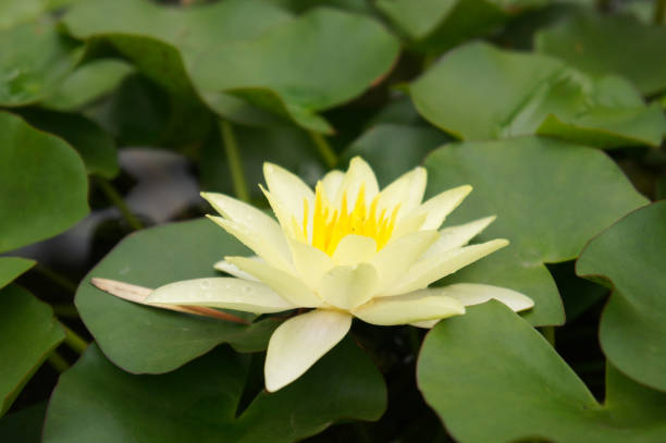 istock Yellow water lily flower head with green 1008199662