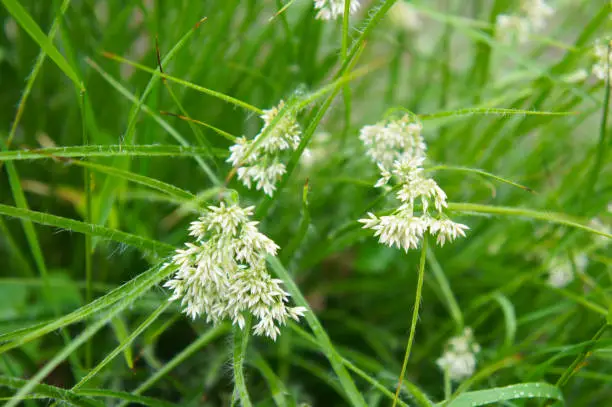 Luzula nivea or snow-white wood-rush green plant