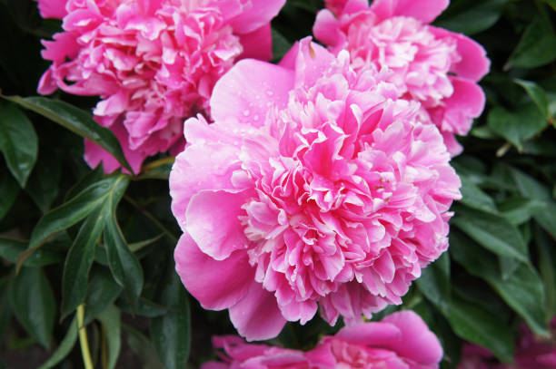 istock Late midseason pink peony lactiflora flowers 1008200120