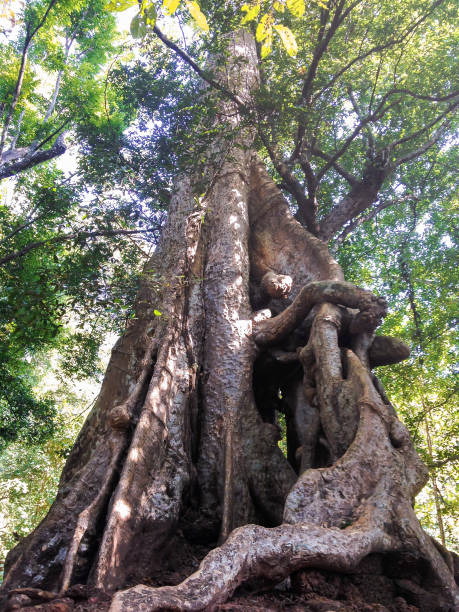 istock Tree roots and stones. Angkor Thom temple complex, Angkor Archaeological Park, Siem Reap Province, Cambodia. 1008207234