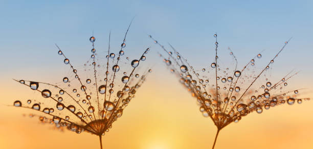 istock Water drops on a dandelion seeds close up. 1008212594