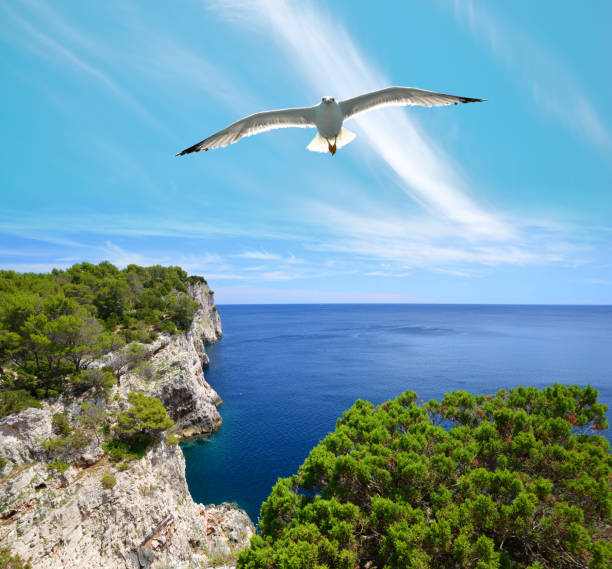 Seagull over cliffs in Telascica Nature Park. Croatia. Seagull over cliffs in Telascica Nature Park, Dugi Otok island in the Adriatic sea. Croatia. dugi otok island stock pictures, royalty-free photos & images