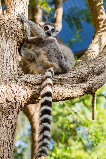 istock Lemur catta in the natural habitat 1008216068