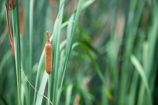 Domingensis Typha Foto Stok - Unduh Gambar Sekarang - Ekor kucing, Alam