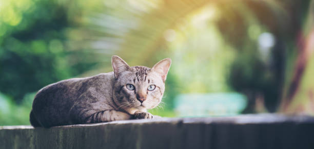 istock Cat on the house wall looking at camera 1008220434