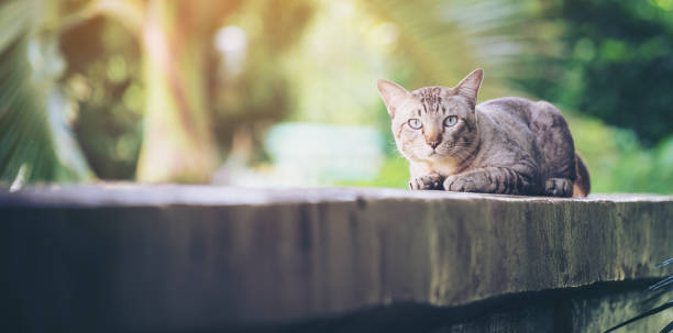 istock Cat on the house wall looking at camera 1008220442