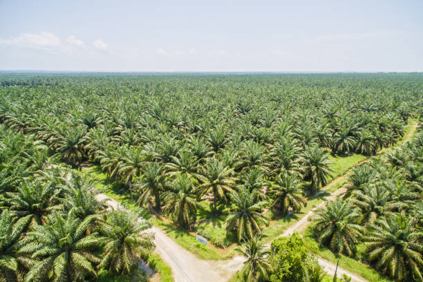 istock palm oil plantation 1008222940