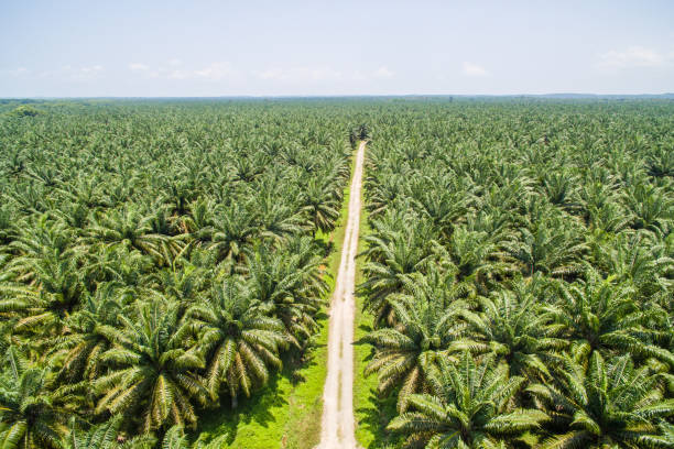 istock palm oil plantation 1008222944