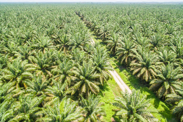 plantacja oleju palmowego - east malaysia zdjęcia i obrazy z banku zdjęć