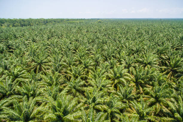 istock palm oil plantation 1008223040