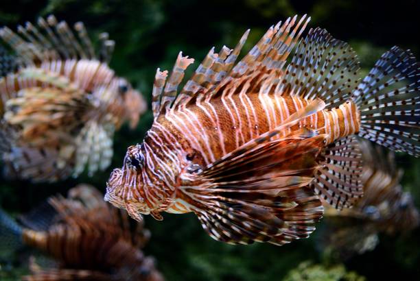 Red Lionfish stock photo