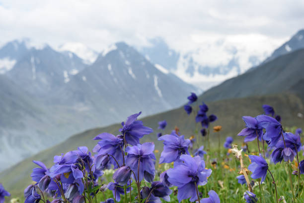 istock Alpine flowers grow high in the mountains. 1008223602