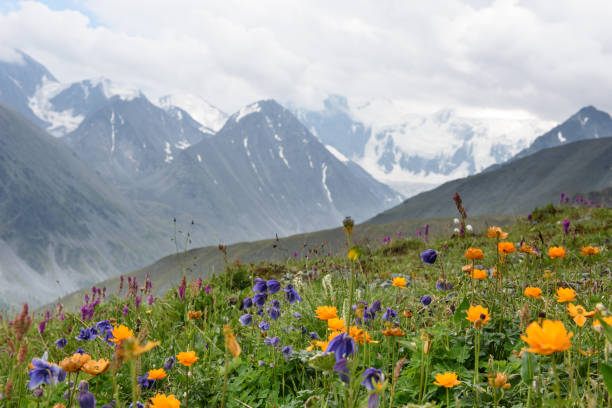 istock Alpine flowers grow high in the mountains. 1008223610