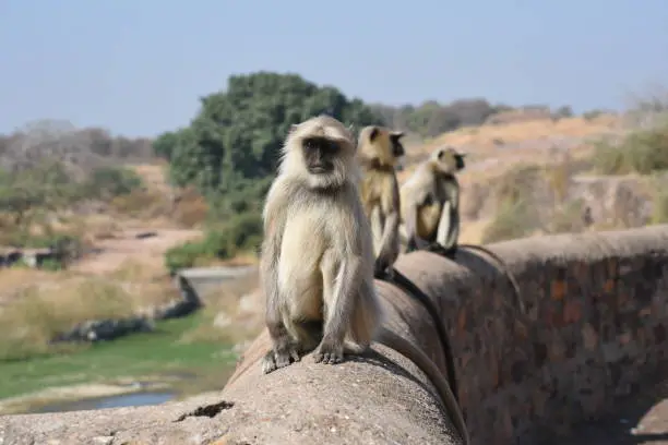 Natural Closeup image of Langoor at the day time