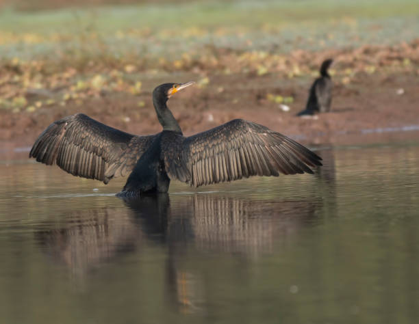 istock Great Cormorant at Sunrise 1008226226