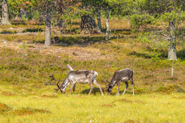 istock Grazing reindeer by the forest edge 1008226370