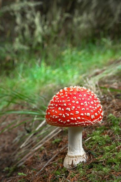 istock Amanita muscaria spotted mushroom 1008226404