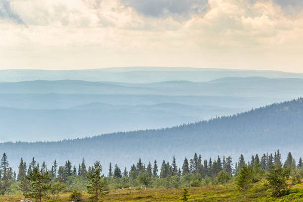 istock Forest landscape view with shadings over the hills 1008226598