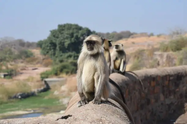 Natural Closeup image of Langoor at the day time