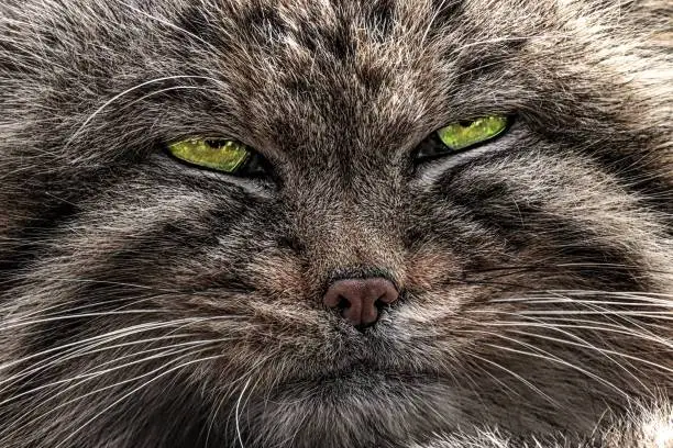 Detail face manul cat wtih green eyes. Close-up pallas cat. Photo from world of animals.