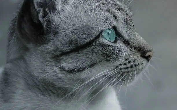 Photo of Blue eye cat in side with gray background