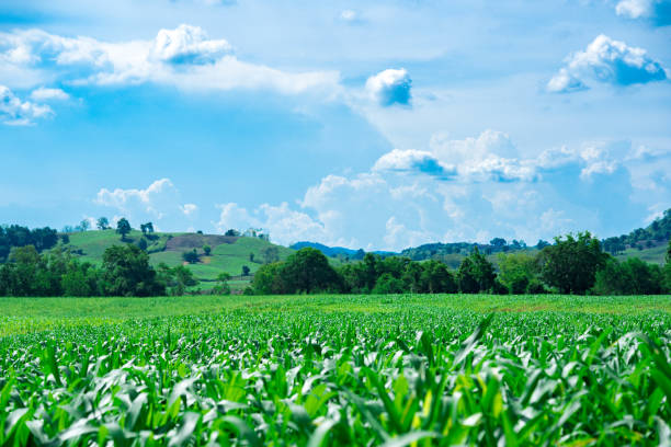 istock Corn or miaze field farming on mountain on sky blue and cloud background 1008234910