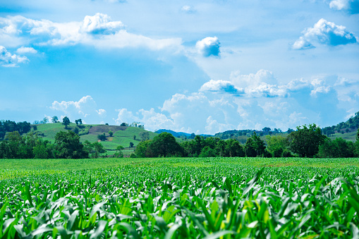 Corn or miaze field farming on mountain on sky blue and cloud background