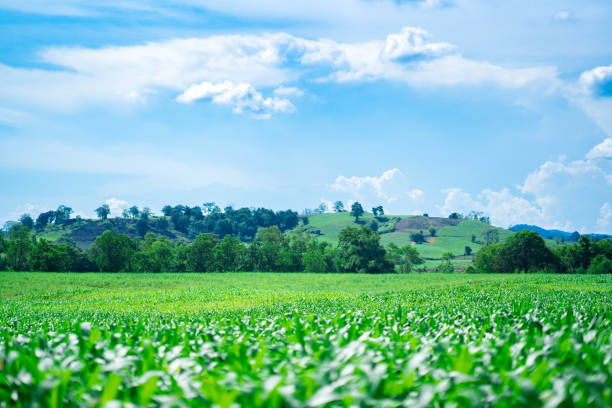 istock Corn or miaze field farming on mountain on sky blue and cloud background 1008234920