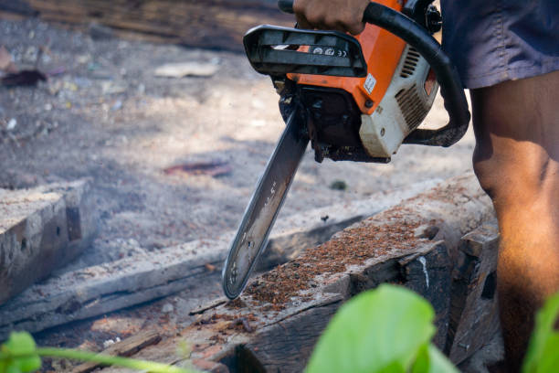 Man uses gasoline engine portable chainsaw cut timber into pieces. Some parts of the man body in the picture. Man uses gasoline engine portable chainsaw cut timber into pieces. Some parts of the man body in the picture. bucktooth stock pictures, royalty-free photos & images