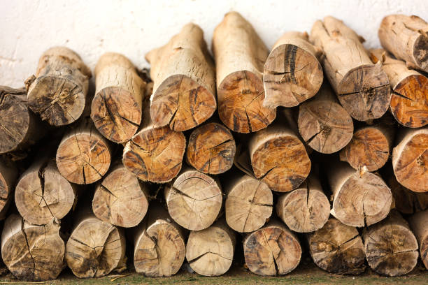 Stock of pile of timber logs stacked up on top of each other in a pile in front of the white wall