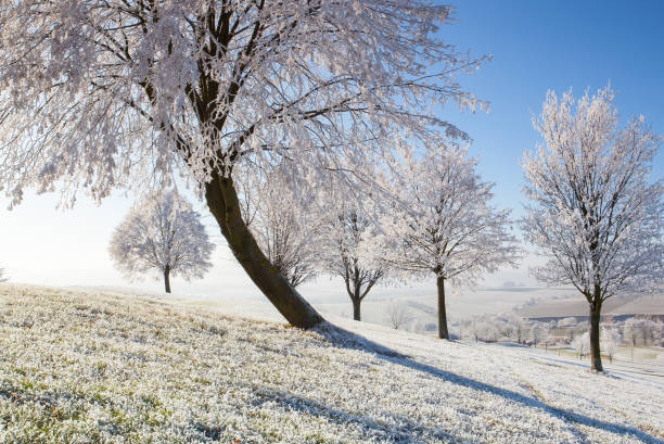 istock Snow and hoarfrost covered trees 1008256662