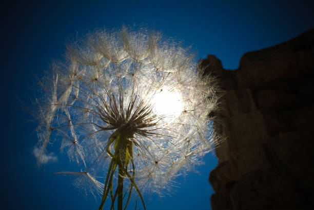 detail-sonnenlicht aus dem kopf der löwenzahn blume in großen hof von heliopolis in baalbek, bekaa valley lebanon - the great court stock-fotos und bilder