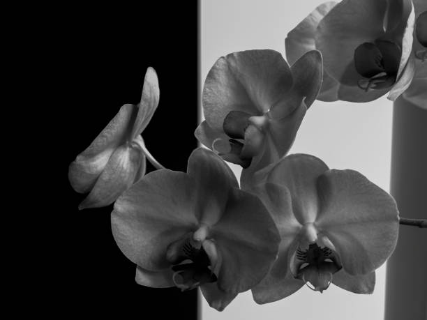 istock white orchid flowers on a split black and white background 1008263362