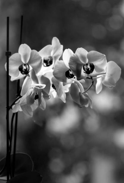 istock blooming white orchid flower on blurred background 1008263486