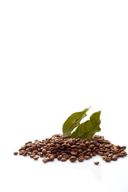 istock Coffee beans with coffee leaves on white background 1008268088