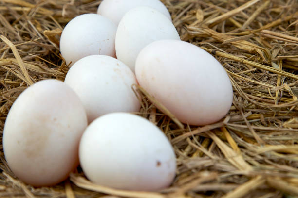 istock fresh range duck eggs in a nest of hay 1008268404